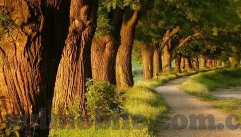 澳彩足球比分直播-揭秘澳彩足球比分直播，实时追踪赛事脉搏，畅享足球激情盛宴